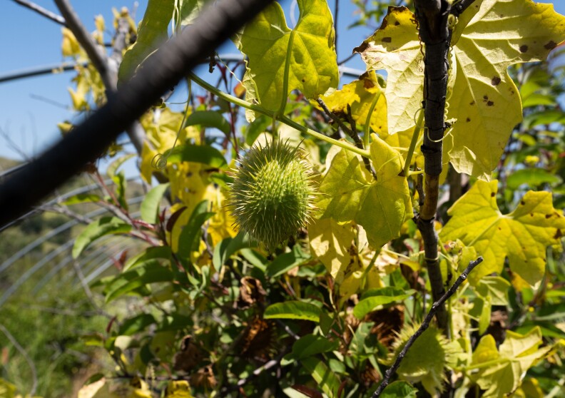A spiky plant.