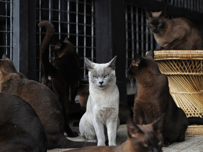 This picture taken on August 7, 2012 shows pedigree Burmese cats in their enclosure at the 'Inthar Heritage House' located on the shores of Inle Lake in eastern Shan State.
