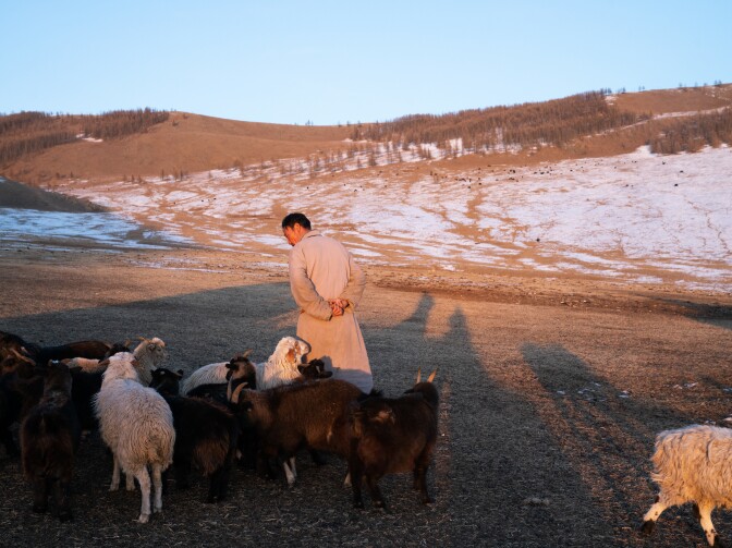 The sun sets on Baatarsuren Damdinbazar's pasture. The 45-year-old herder took a break from watching televised wrestling to feed dough to his goats and sheep.