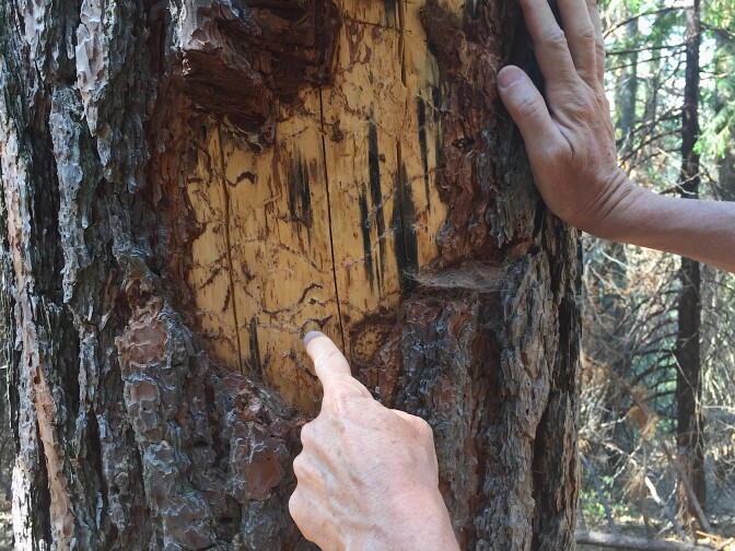 USGS forest ecologist Nate Stephenson points at bark beetle galleries beneath the bark of a dead tree where he has done an autopsy to determine its cause of death. 