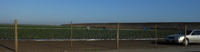 Strawberry fields in Salinas, California