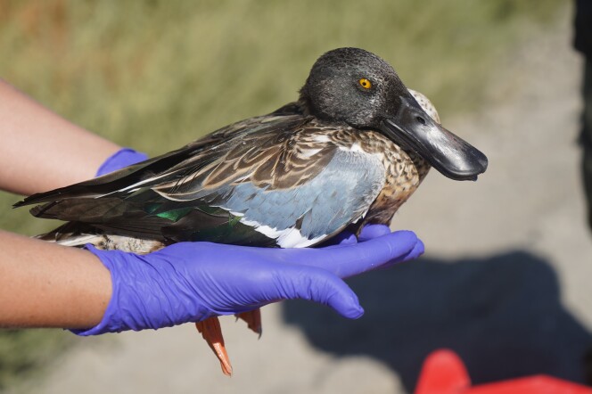 A duck-like bird with brown, light blue and deep green plumage sits on top of a pair of hands wearing medical gloves.