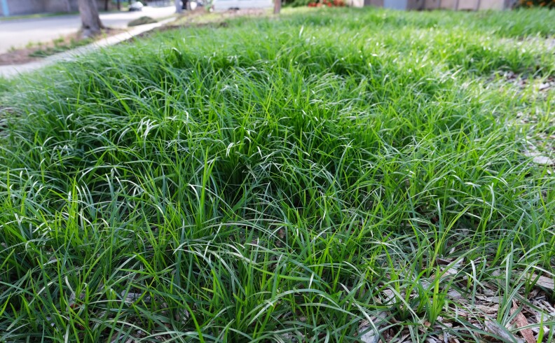 A patch of green sedge in a front yard.