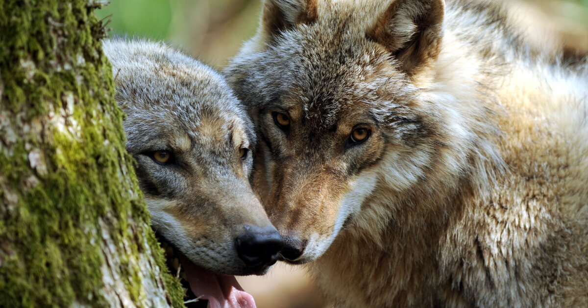 Lab Notes: Wolves, worms and love-sick birds | LAist