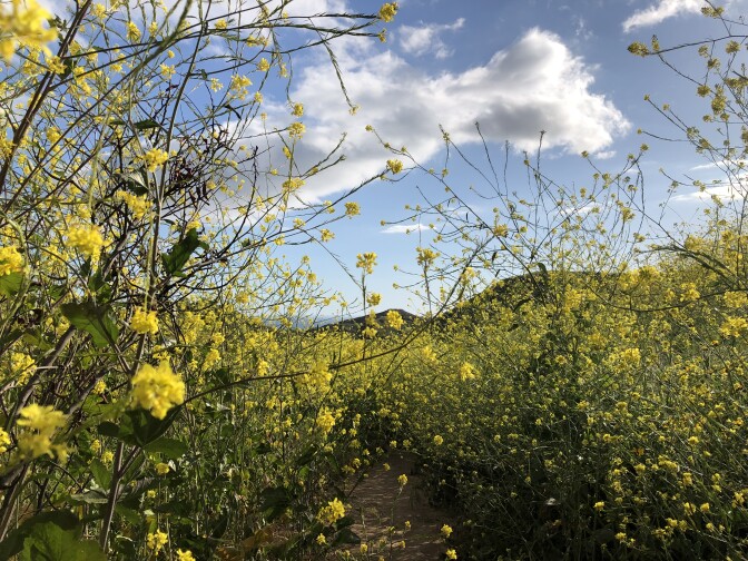 Close up of bright yellow flowers