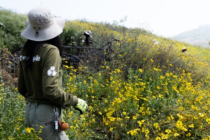 A person in a field of flowers.