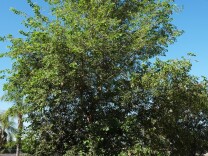 Climate change trees