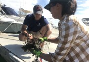 Smithsonian scientists Andy Chang and Elena Hunynh pull up plastic panels covered with marine life from Peter's Landing Marina in Huntington Beach. 