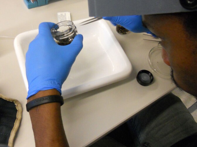 Specimens are sorted back at the Natural History Museum's lab. 