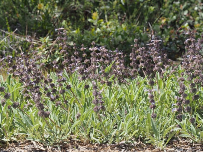 File photo of Sonoma sage, a type of low-growing sage. 

