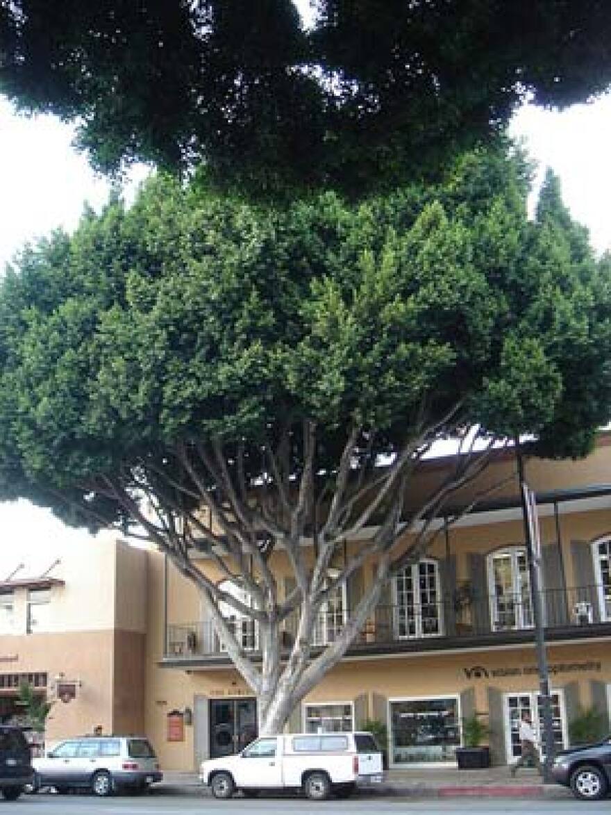 Pasadena_Ficus.jpg