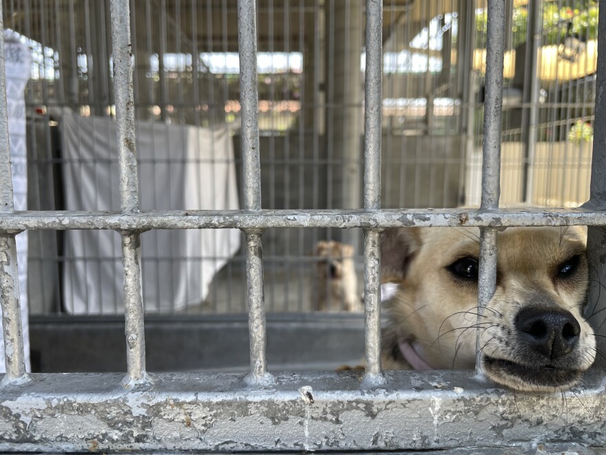 dog in shelter