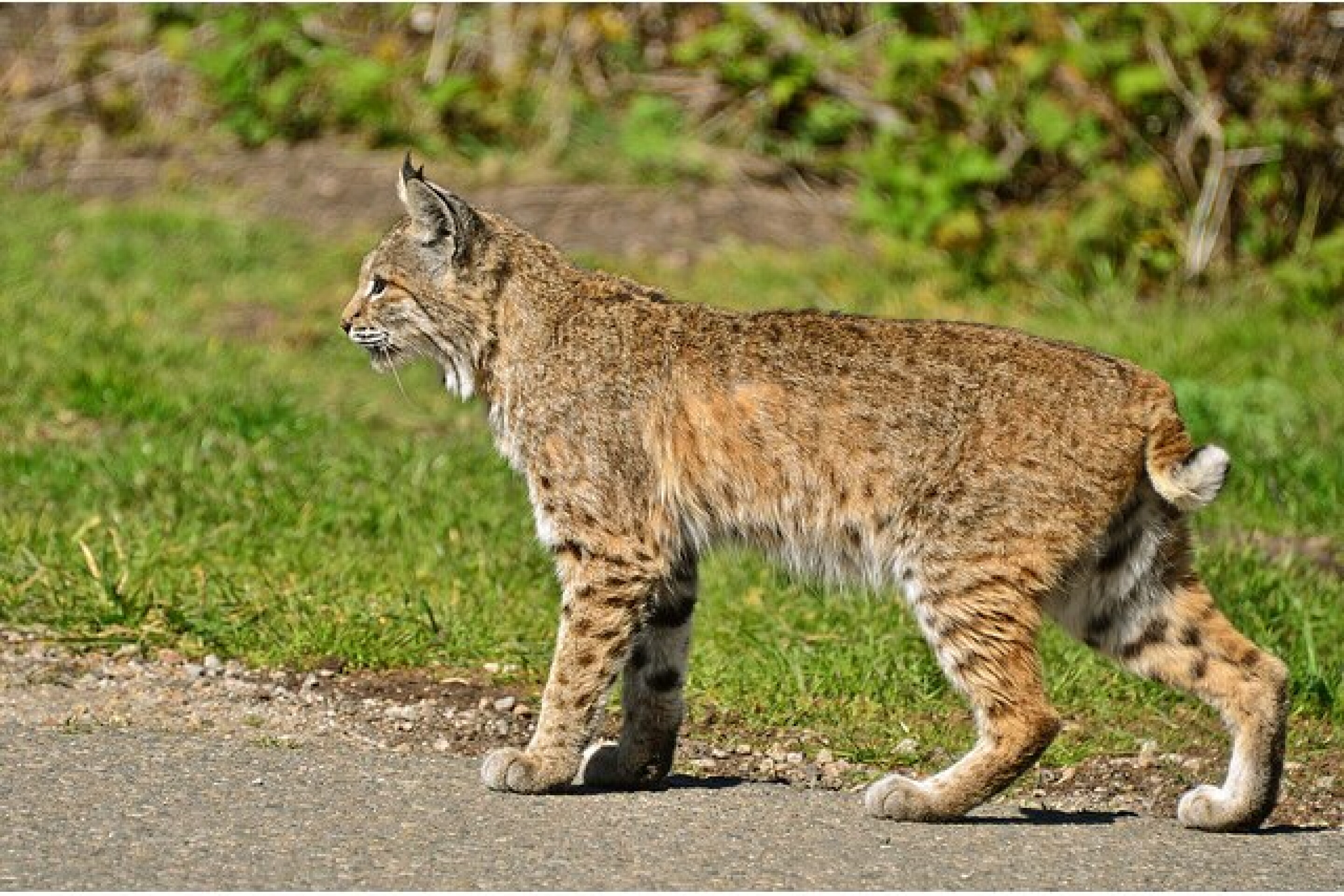 Let Sleeping Bobcats Lie Unless They re On Your Balcony LAist let-sleeping-bobcats-lie-unless-they-re-on-your-balcony-laist