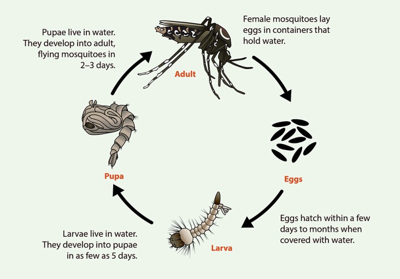 An illustration shows the lifecycle of an Aedes mosquito from eggs to larvae to pupa to adult.