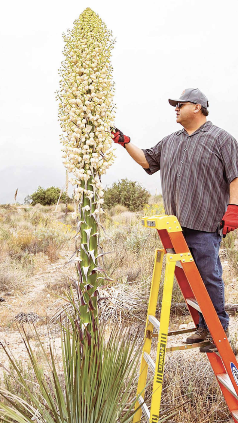 A man stands on a ladder next to a bloomed yucca plant that is taller than him.