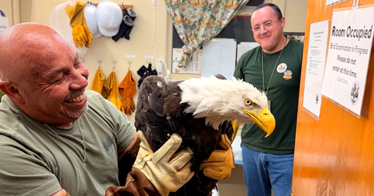 Bald eagle believed to be Jackie rescued in Big Bear after bird fight, environmental org says