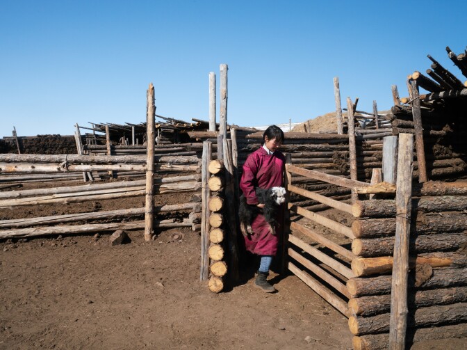 During the spring birthing season, students often return from schools in cities to assist their parents in the countryside. Fifteen-year-old Otgonchimeg Myagmar carries a newborn kid at her family's herding plot.