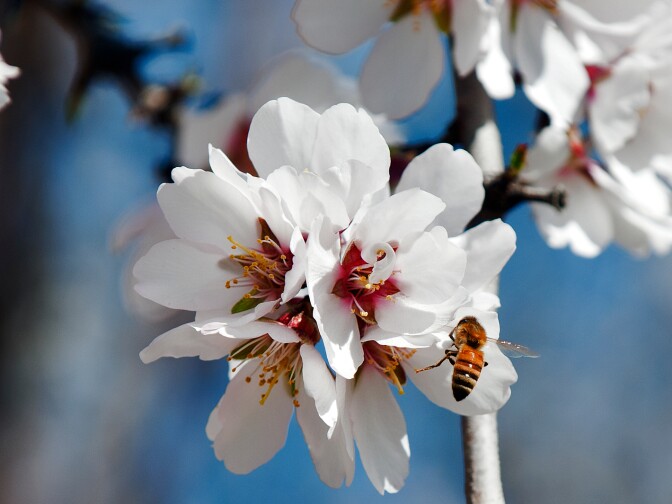 The European Union Monday moved to ban three pesticides to protect dwindling bee populations. Photo: A honeybee pollinates a female almond flower with pollen from an adjacent male tree. It takes 92,000 bee colonies to pollinate Paramount Farms' 46,000 acres of almond trees.