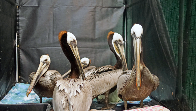 Five brown pelicans are huddled together in a space enclosed by fences and black tarps.