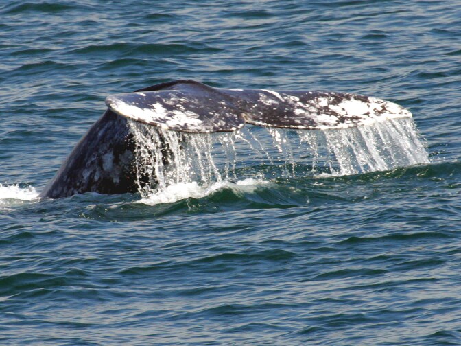 The fin of a California Gray Whale is spotted off the coast of Dana Point. 