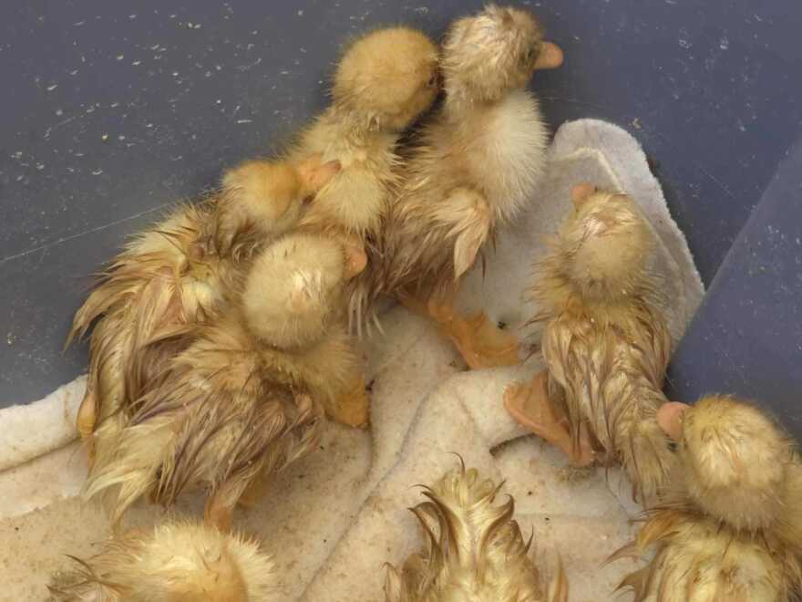 Five ducklings snuggle on a cream towel in a gray box.
