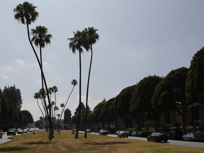 Near Beverly Hills City Hall, green grass once carpeted a 100-foot wide median for a half mile down Burton Way. The city stopped watering there and left palm trees swaying over a brown lawn, one of the most noticeable signs of the drought on public land.