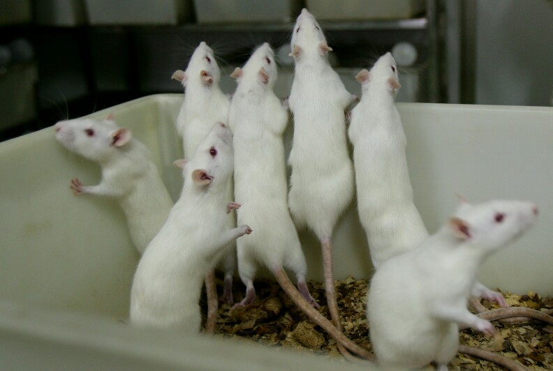 CHONGQING, CHINA - FEBRUARY 16: (CHINA OUT) Female white rats stand in a basin at an animal laboratory of a medical school on February 16, 2008 in Chongqing Municipality, China. Over 100,000 rats and mice are used in experiments every year for pharmaceutical research in the lab, where the temperature is kept at 24 degrees centigrade. (Photo by China Photos/Getty Images) 