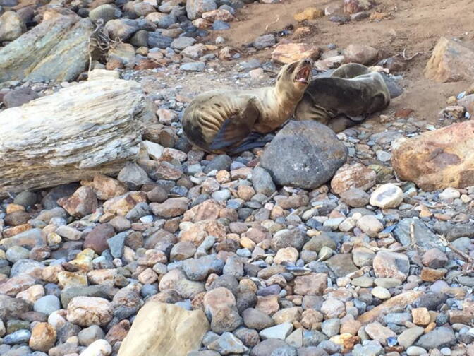 Sea lions photographed at Point Dume on March 9, 2015