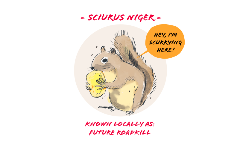 Drawing of a squirrel with a nut and a thought bubble reading Hey, I'm scurrying here!