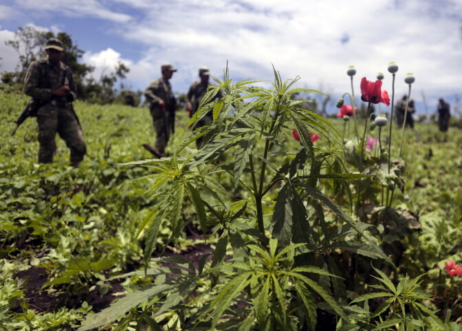 Mexican soldiers stand amidst poppy flowers and marijuana plants during an operation at Petatlan hills in Guerrero state, Mexico on August 28, 2013. Mexico is being whipped by a drug cartels war disputing their place and the trafficking to the United States with unusual ferocity and sophisticated wepaons.   