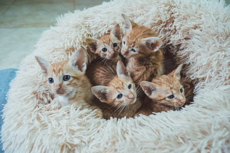 Five orange and white kittens are all piled together on a fluffy cat bed.