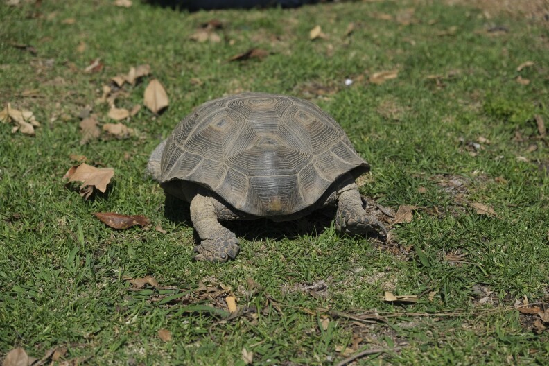 The backside of a California desert tortoise.