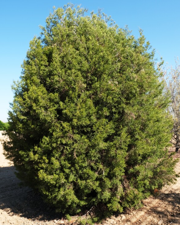 A green tree that looks like a bush.