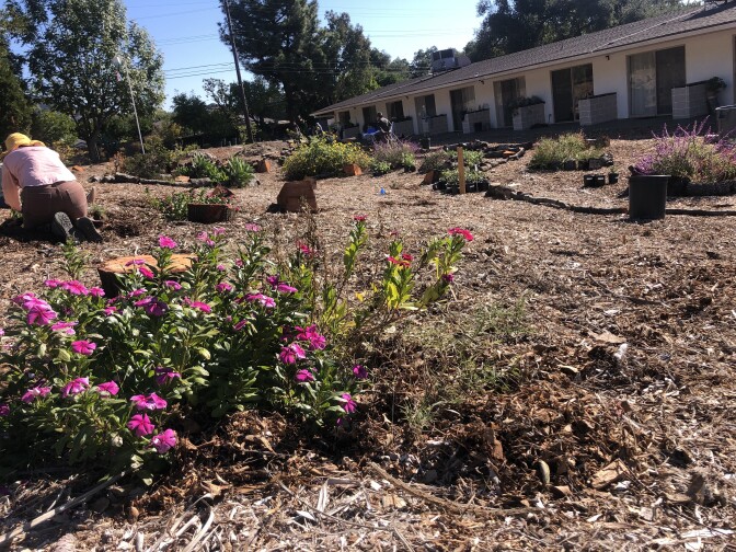 Pink flowers with green leaves in the foreground with plants and mulch stretching back on a slight hillside in front of a one-story white building. 