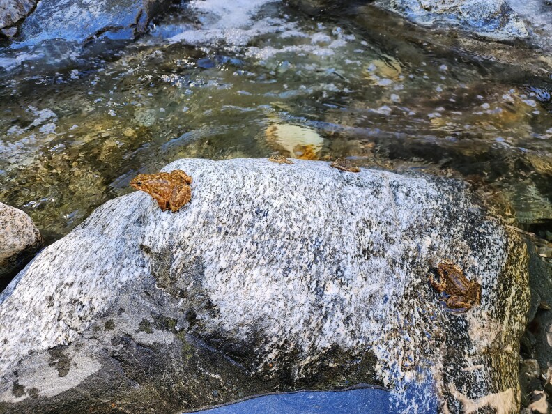 Four southern mountain yellow-legged frogs sit on a rock in a stream. They are varying shades of yellowish brown with dark spots on the top side of their bodies.