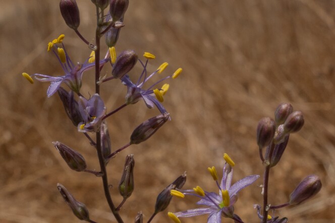 A stem with several closed blooms, and open lilies with purple petals and bright yellow anthers is in the forefront against a blurred backdrop of beige wildlife. 