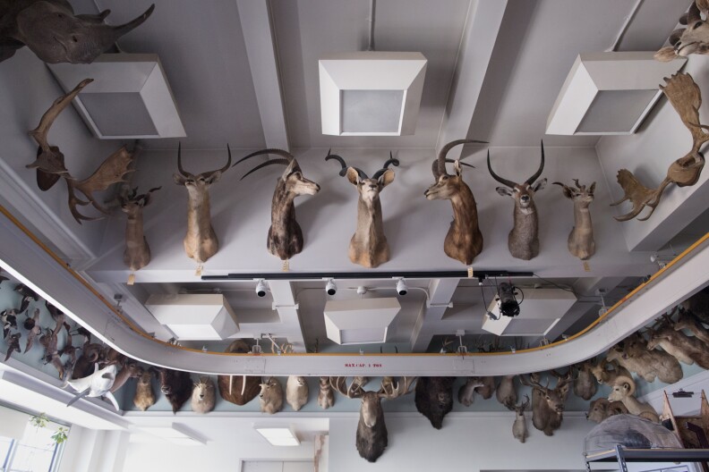 The office space for the exhibits crew is lined with donated game heads from museum patrons.