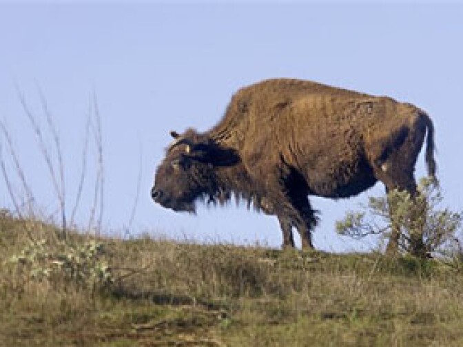 A bison rests on a hilltop in this Feb.6, 2002 file photo, near Avalon, Calif., on Catalina Island. Bison were imported to the Island for the sake of a movie in which they never appeared. Long thought by some to be genetically pure, the wild bison of Santa Catalina Island in fact have traces of cow DNA, the first genetic analysis of the animals found.