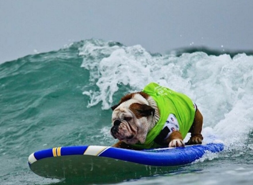 tillman_surfing.jpg
