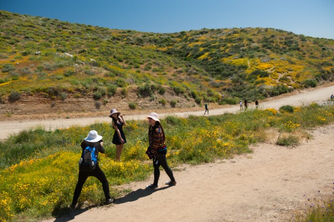 The Metropolitan Water District had to close the wildflower trail at Diamond Valley Lake in Hemet, California for several days to avoid damage to the area after thousands of people came during the superbloom this spring, many of them wandering off trail in pursuit of photographs, selfies, and a more intimate wildflower experience, March 30, 2017. 