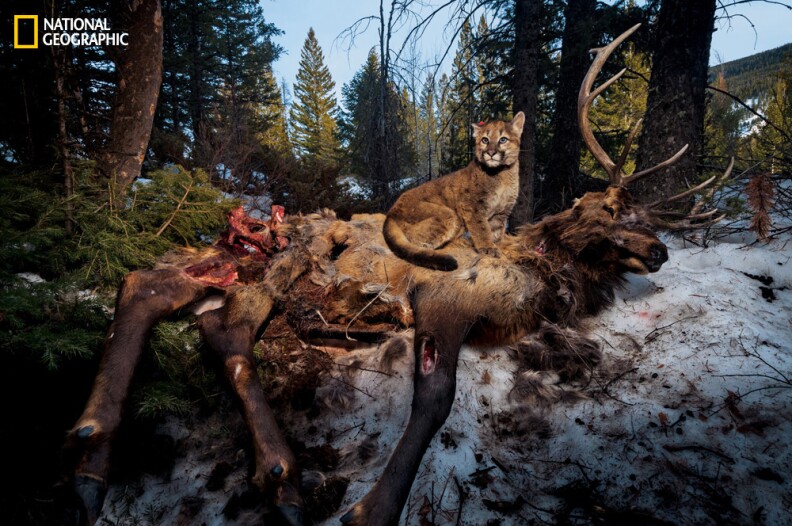 Perched atop dinner, this four-month-old kitten survived a wolf attack that killed two littermates, earning her the nickname bestowed by Teton Cougar Project researchers: Lucky.