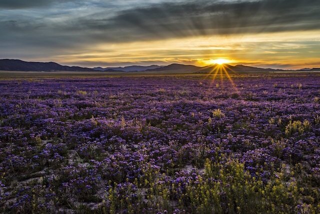 A field of purple flowers are shown with the sun setting over the horizon in the background.