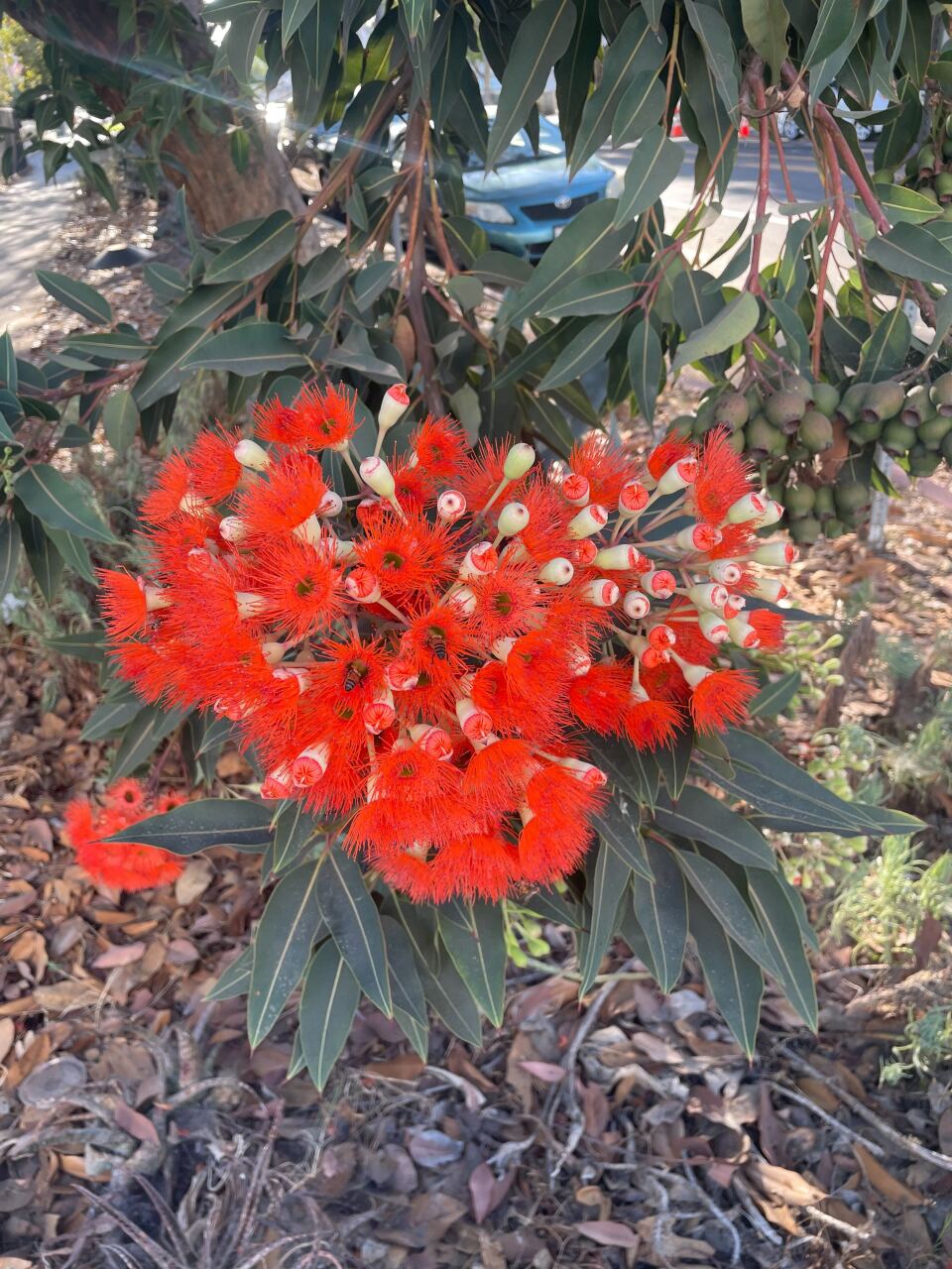 A closeup picture of bright red-orange, sea anemone-like flowers. Some are in bloom, while others are about to emerge.