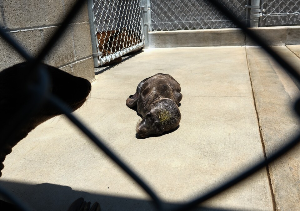 A small sea lion laying on concrete.