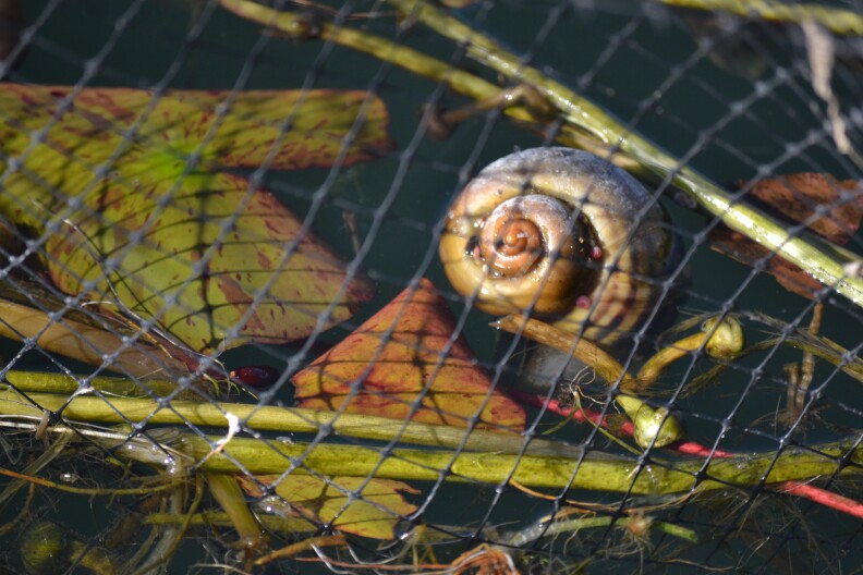 An apple snail is seen behind the protective netting in one of the lotus beds in Echo Park Lake. Expert Lindsey Groves says the snails are likely to develop an appetite for the park's famous lotuses. 
