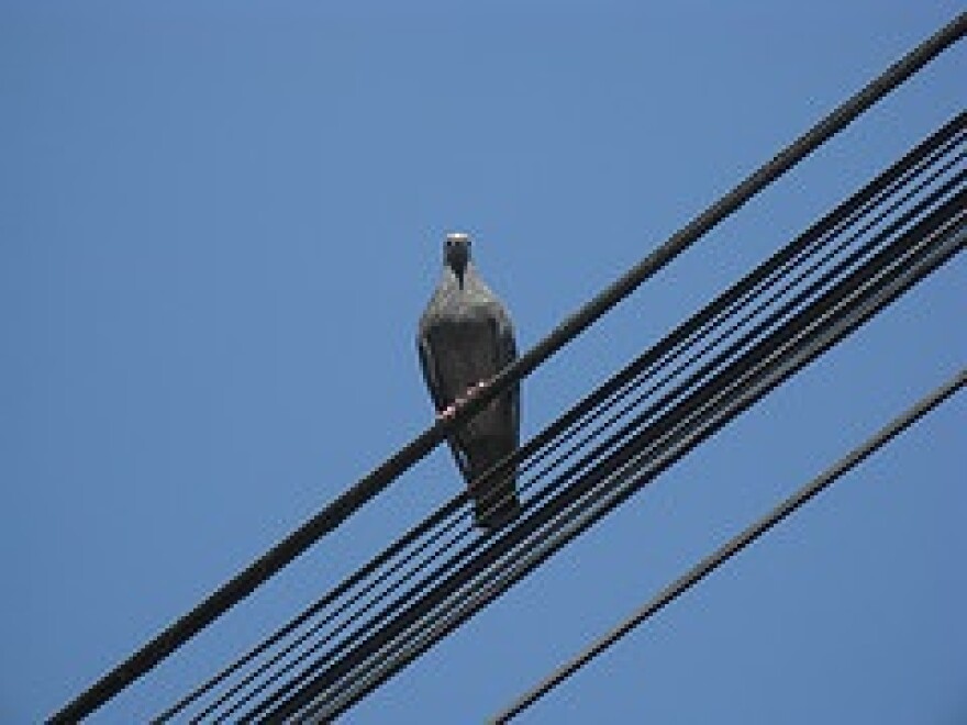 bird.jpg