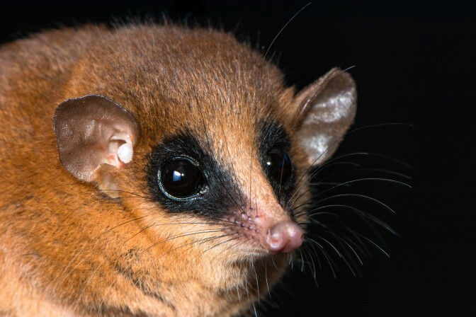 A close up of a small brown mouse with black spots around its eyes.