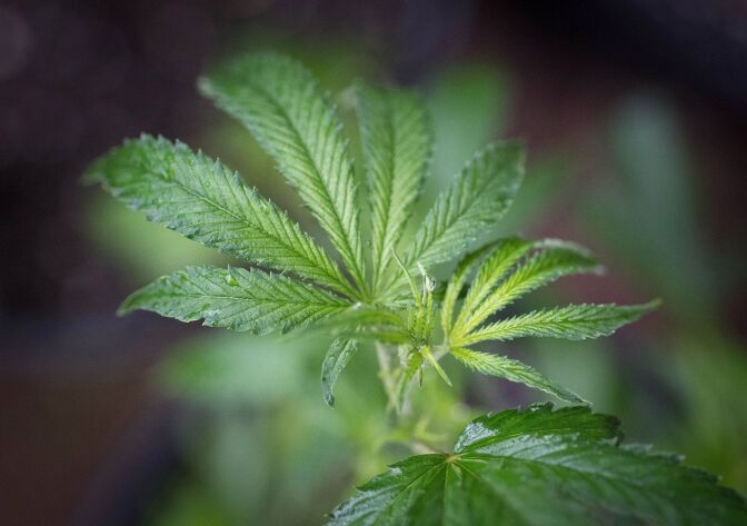 A marijuana plant is seen in a greenhouse in Mendocino County, California on April 19, 2017.
