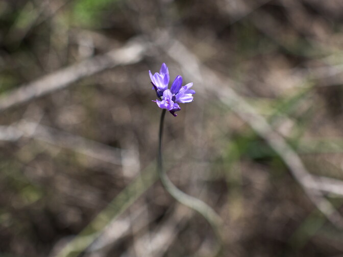 Dichelostemma lilies have started to grow at Griffith Park after some rain earlier in the week.