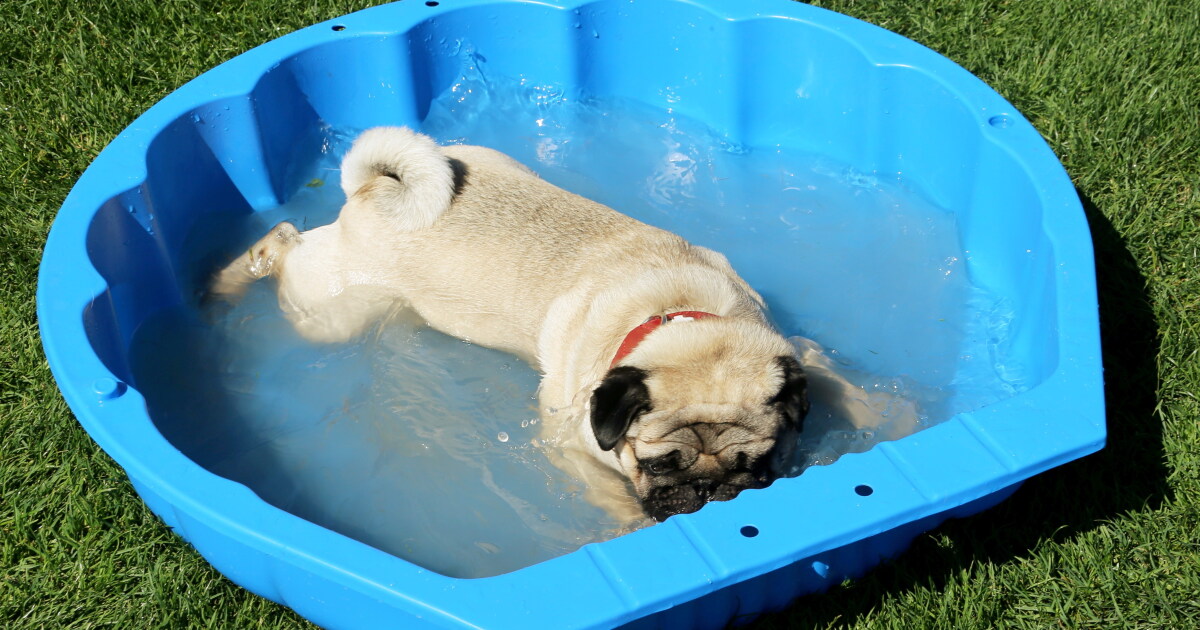 A public pool day for dogs? Get ready to splash